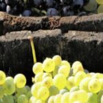 VinoVerre, Sunshine in Every Glass.